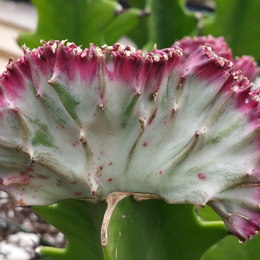 Grafted Euphorbia lactea crest