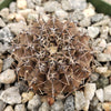 Gymnocalycium occultum