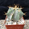 Astrophytum ornatum metztitlan