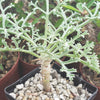 Pelargonium paniculatum