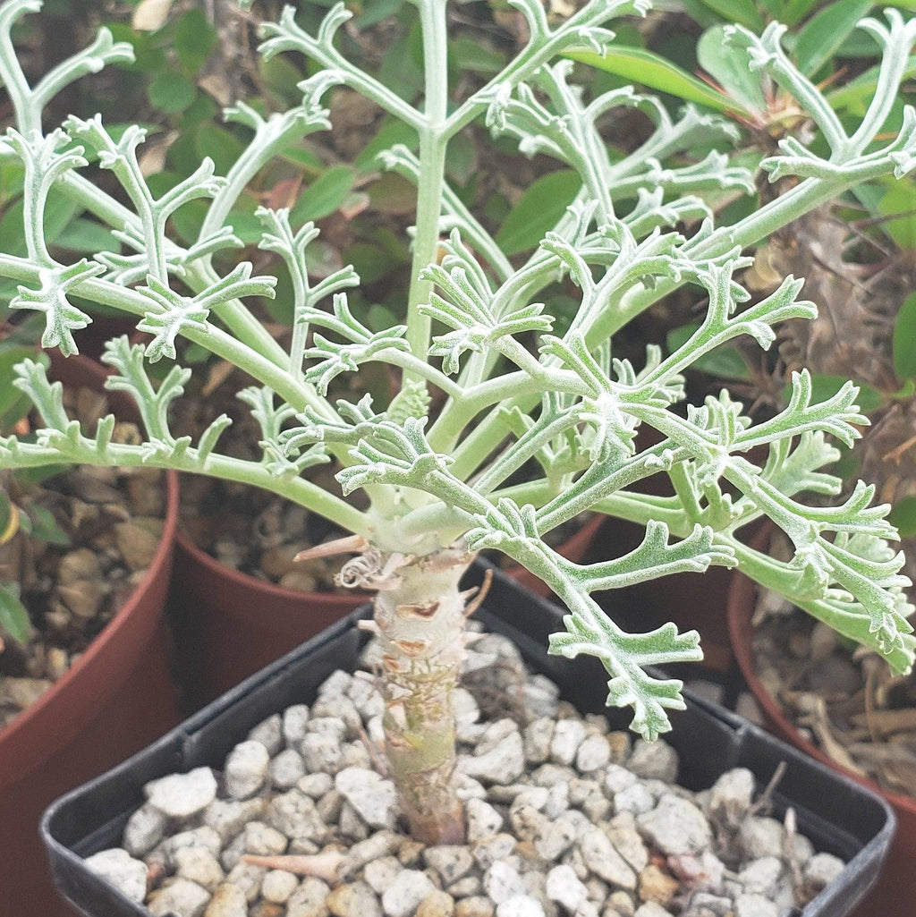 Pelargonium paniculatum
