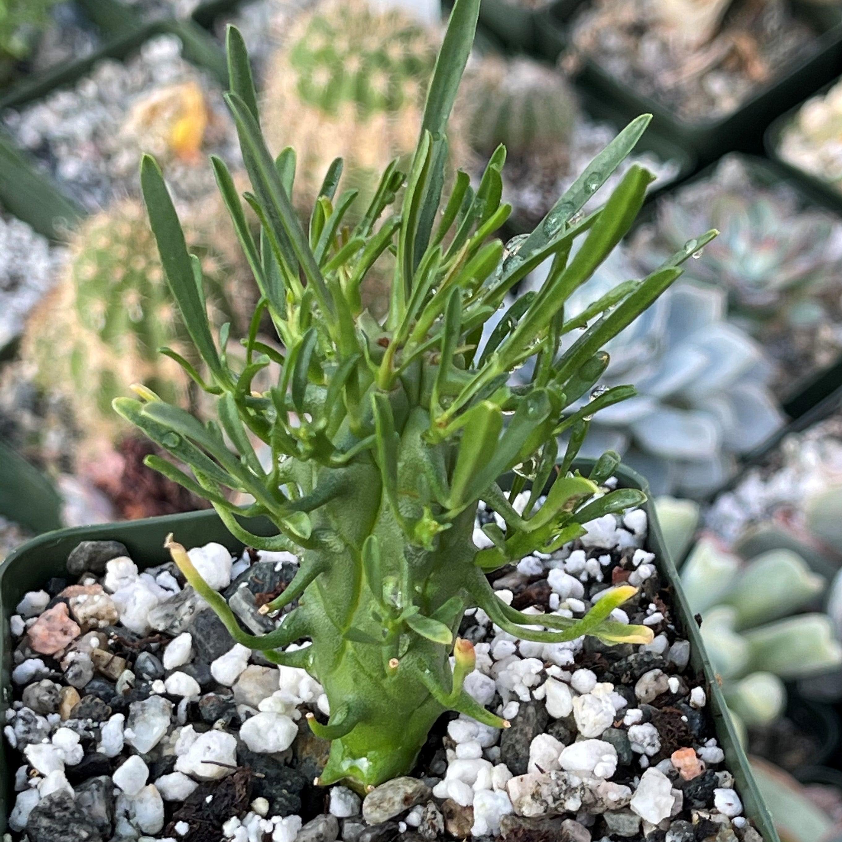 Euphorbia fasciculata schoenlandii