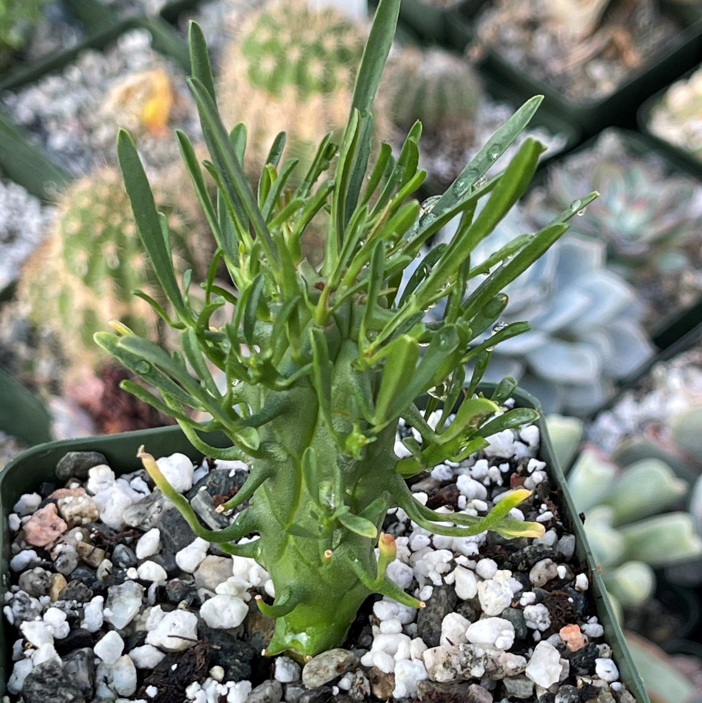 live succulent plants for sale near me Buy Euphorbia Fasciculata Schoenlandii Succulent