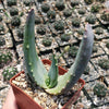 Aloe comptonii