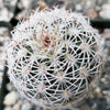 Echinocereus adustus