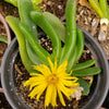 Glottiphyllum longum