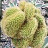 Mammillaria wildii cristata