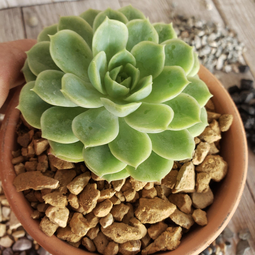 gold river rock Cactus and Succulent Top Soil Dressing