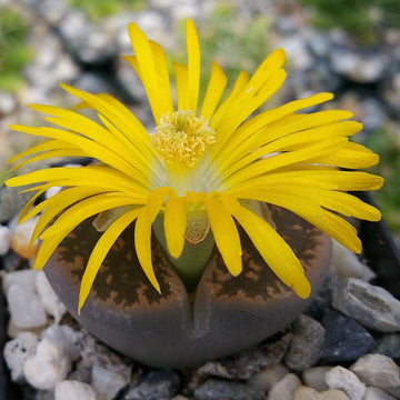 succulents that look like rocks Lithops Living Plants for Indoors & Outdoors