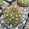 Notocactus parodia militaris