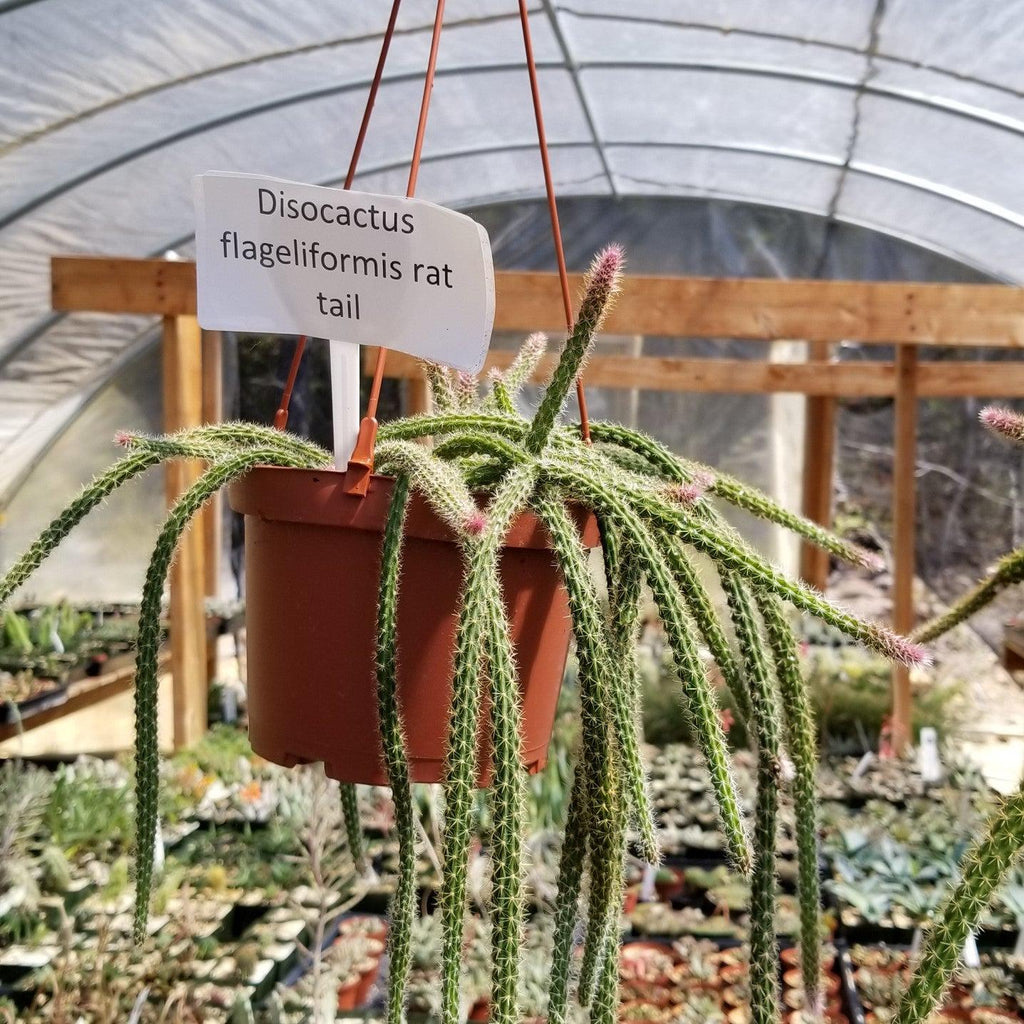 Aporocactus flageliformis rat 3 Cuttings