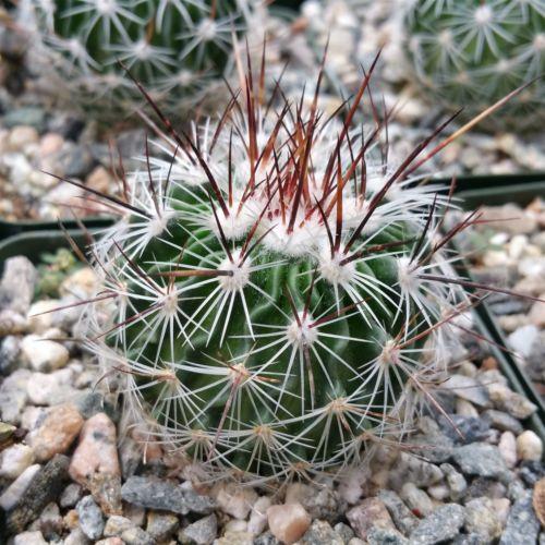 Echinofossulocactus zacatecasensis