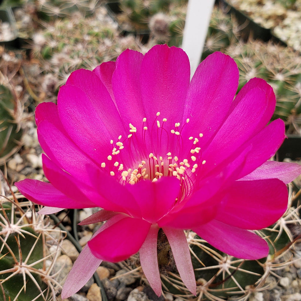 Sulcorebutia mentosa