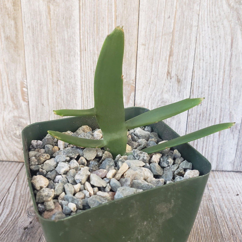 Euphorbia xylophylloides