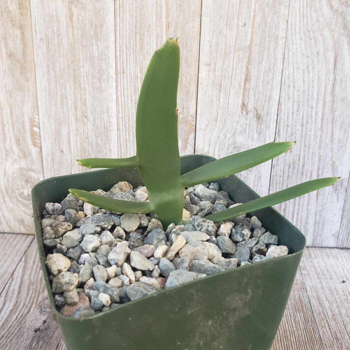 which plants like milk indoors Buy Euphorbia xylophylloides or Milk Bush Online