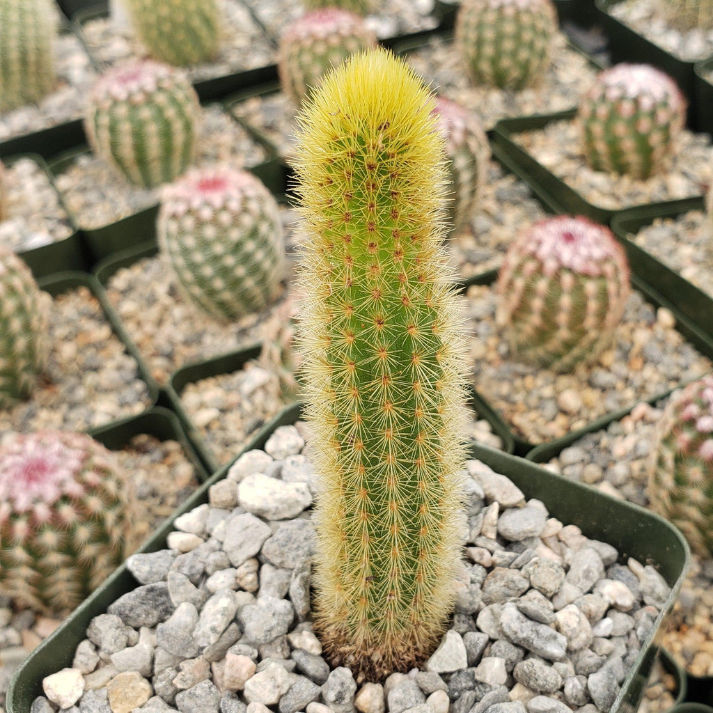Cleistocactus winteri Golden Rat Tail