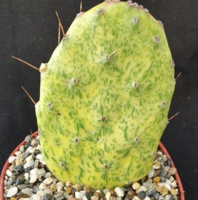 Opuntia sunburst variegata
