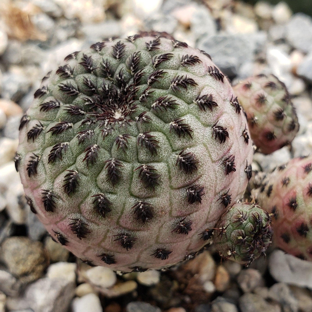 Sulcorebutia rauschii violacidermis