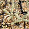 Cylindropuntia ramosissima