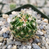 Echinofossulocactus Hookerii