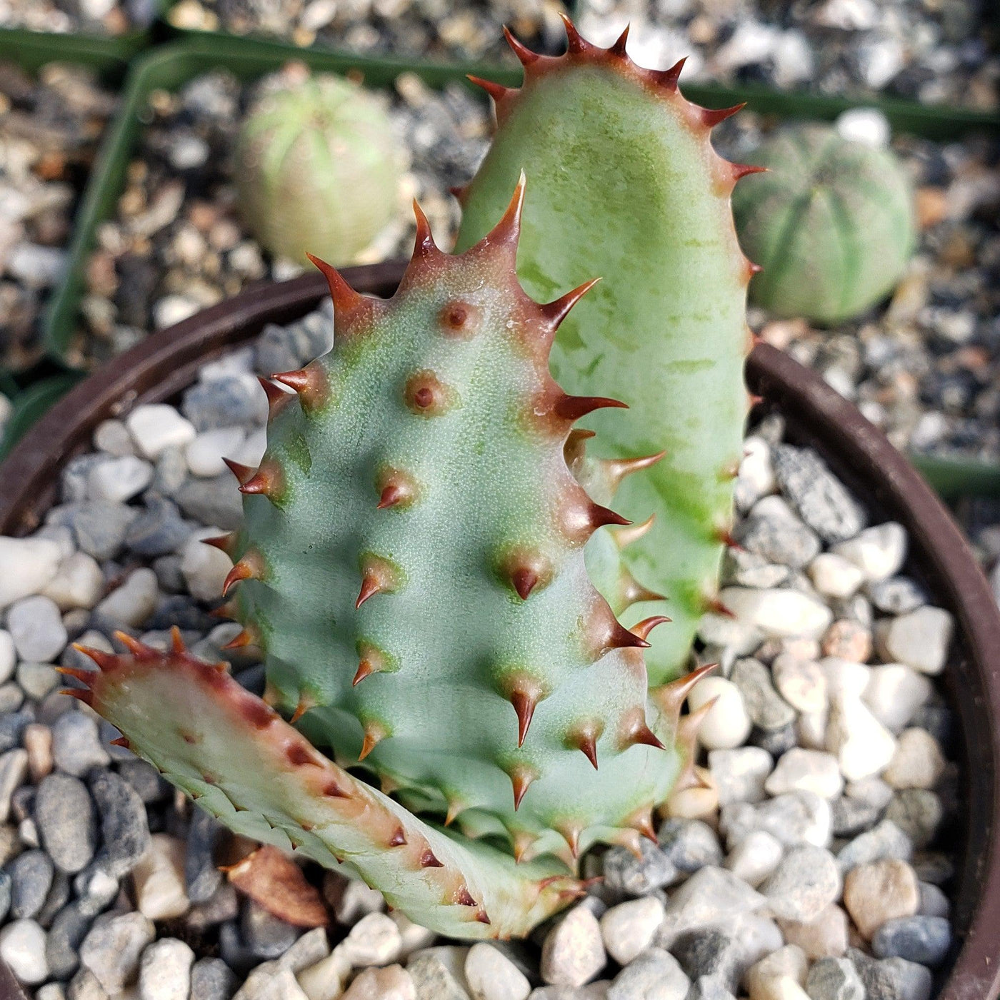 Cape Aloe - Aloe ferox