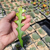 Selenicereus anthonyanus Fishbone Cactus Cutting