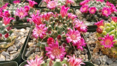 Mammillaria bucareliensis