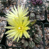 Gymnocalycium dopianum