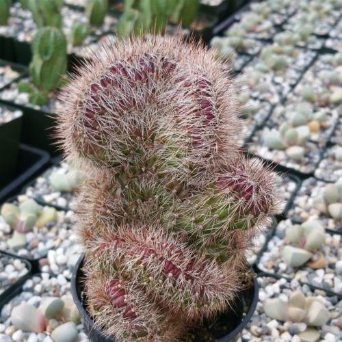 Stenocereus hollianus cristata