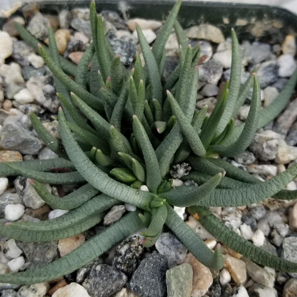 Marlohistella stenophylla