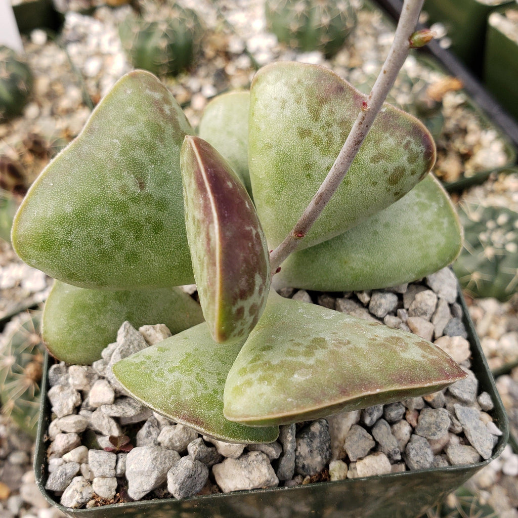 Adromischus triflorus &