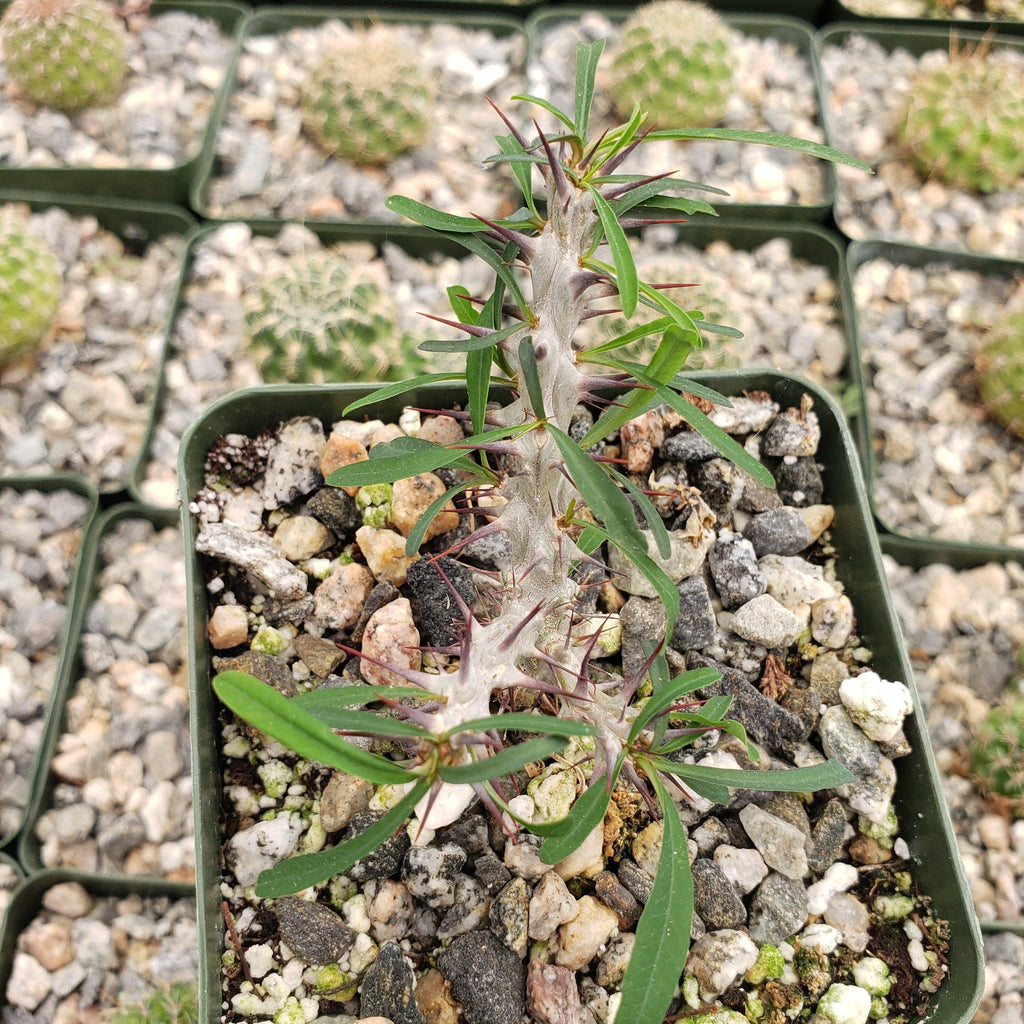 Euphorbia neobosseri