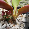 Monadenium spectabile