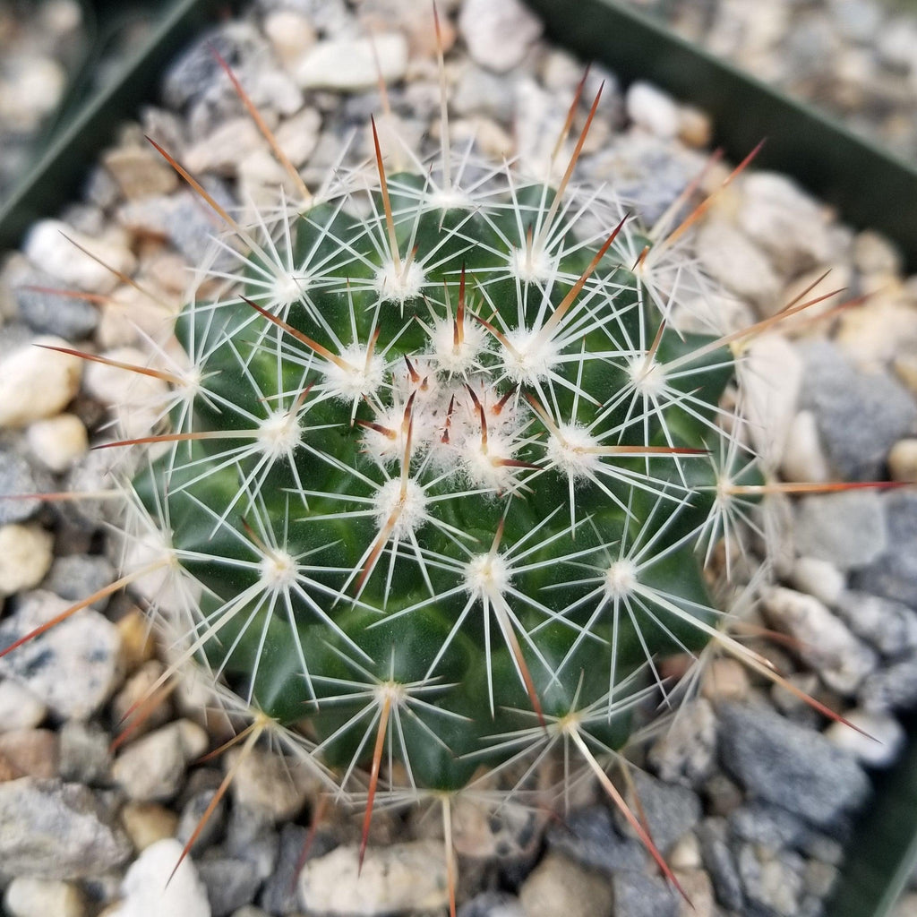 Mammillaria Rubrograndis