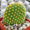 Bunny Ear Cactus &