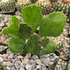 Brazilian Prickly Pear - Opuntia argentiniana