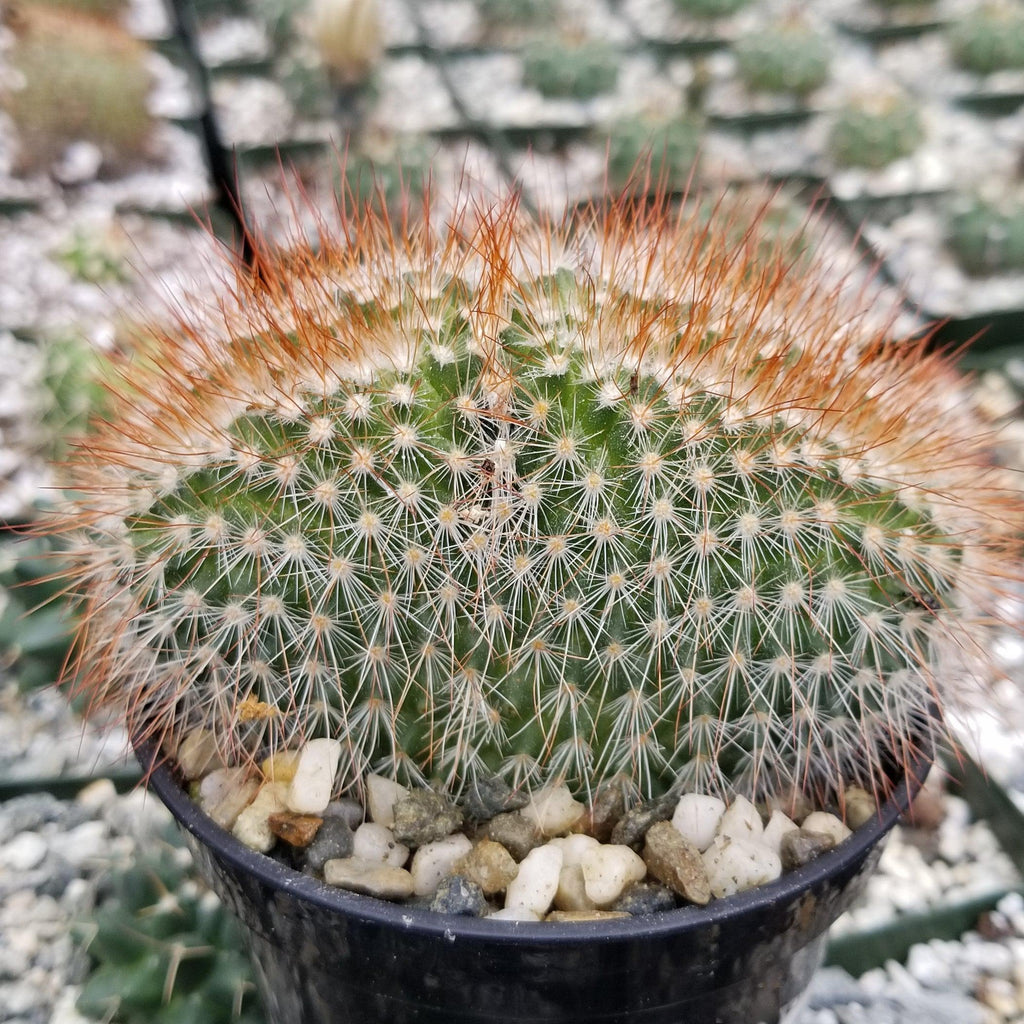 Mammillaeria Spinosissima Cristata