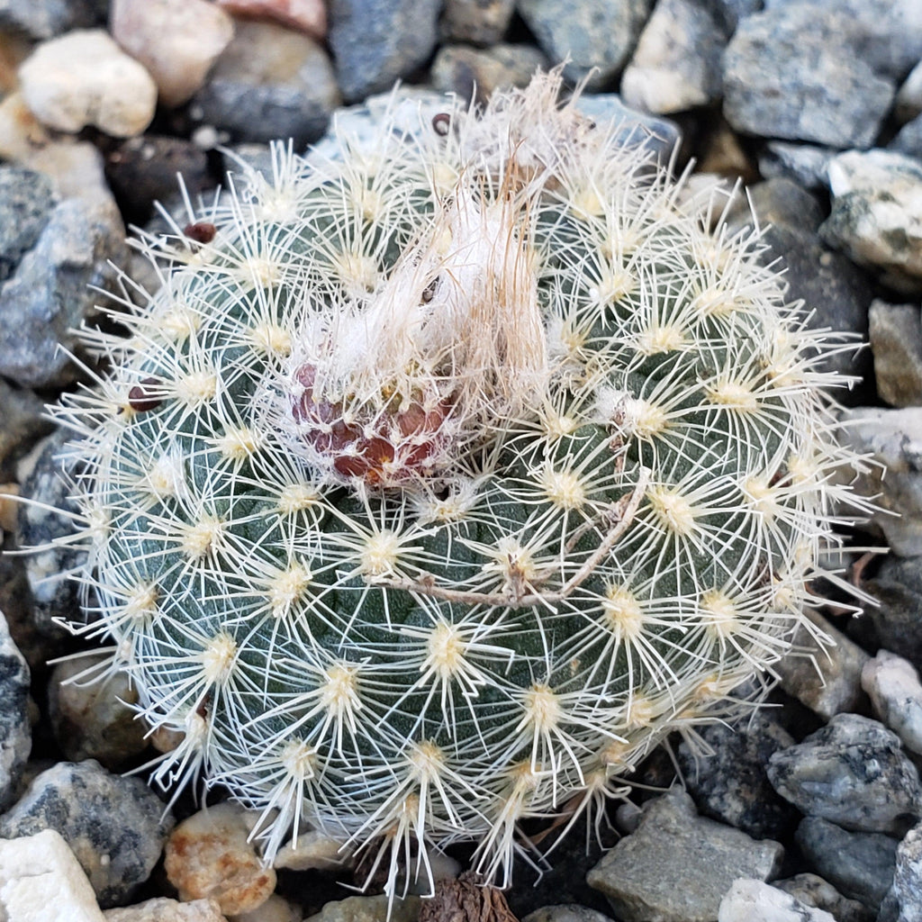 Frailea tenuissima albisetosa