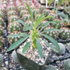 Euphorbia pubiglans