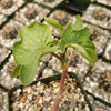 Adenia Volkensii