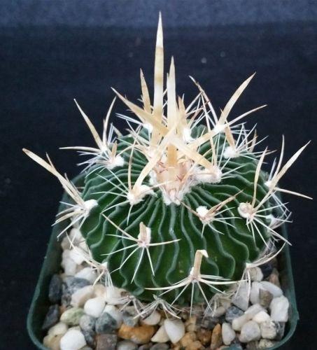 Echinofossulocactus palmillas brain plant