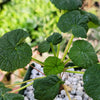 Pelargonium cotyledonis