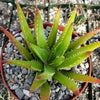 Aloe vera chinensis