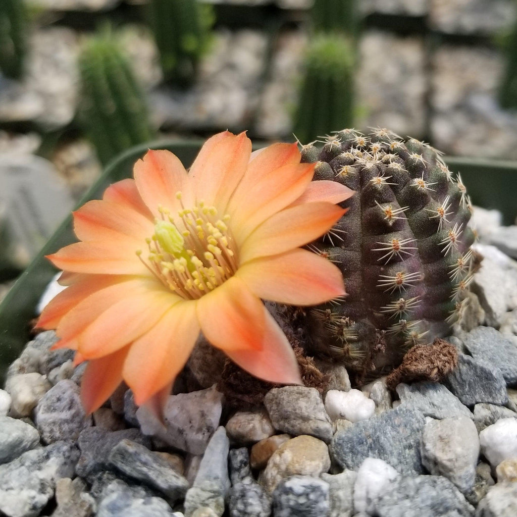 Mediolobivia Tropaolipicta