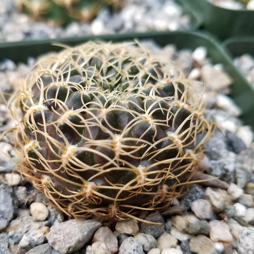 Sulcorebutia candiae