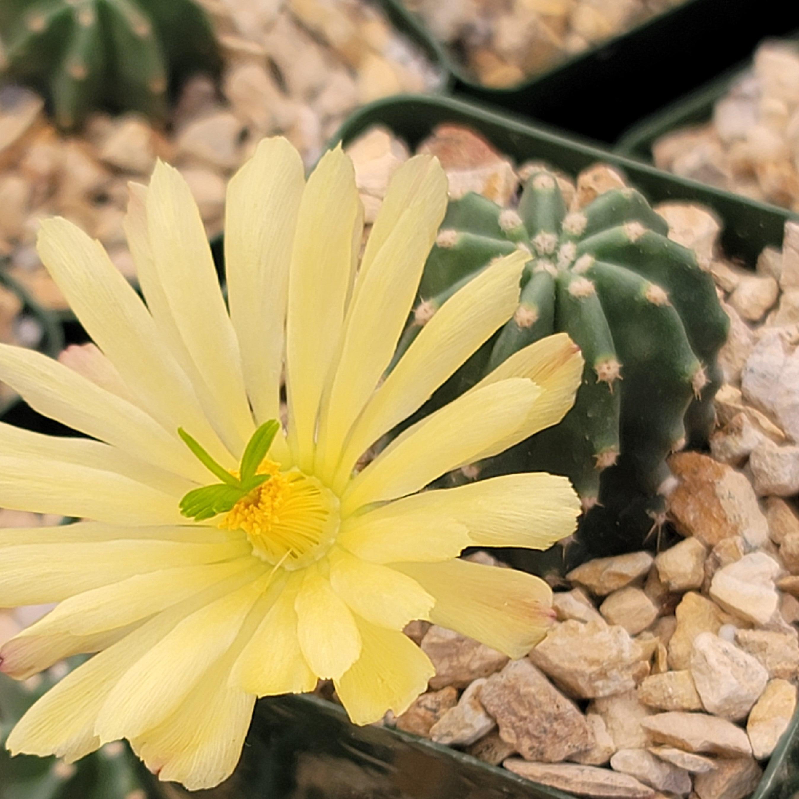 Echinocereus subinermis