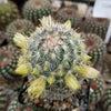 Mammillaria microhelia