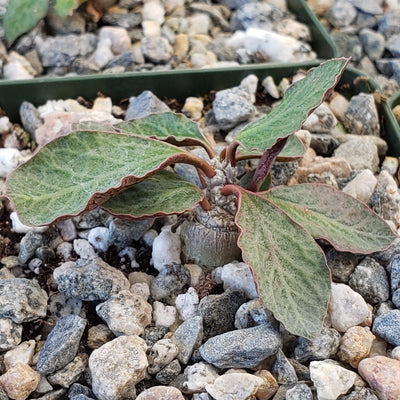 Euphorbia ambovombensis