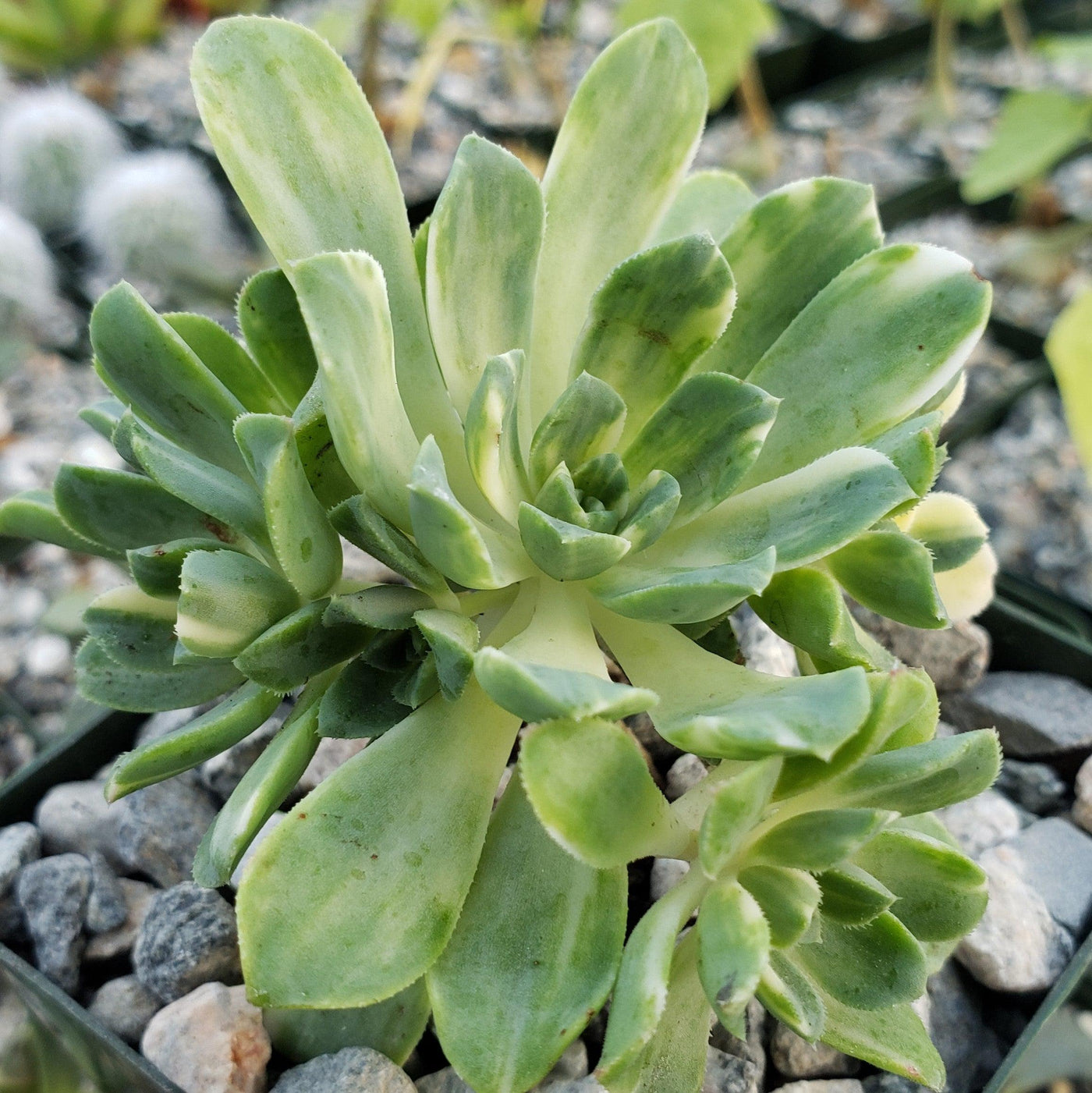 suncup succulent Aeonium castello paivae variegata Suncup