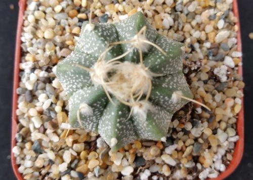 Astrophytum myriostigma hybrid